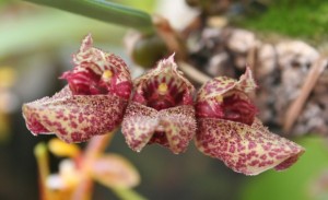 Bulbophyllum frostii