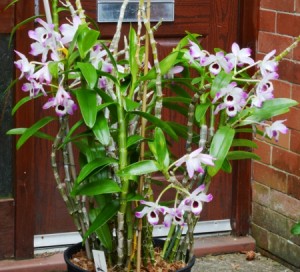 Dendrobium nobile