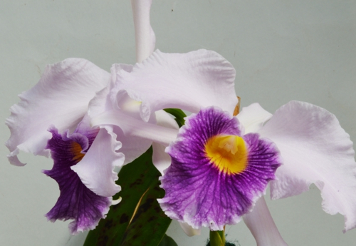 Laeliocattleya Canhamiana ‘coerulea’