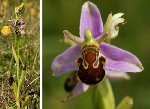 Bee Orchid