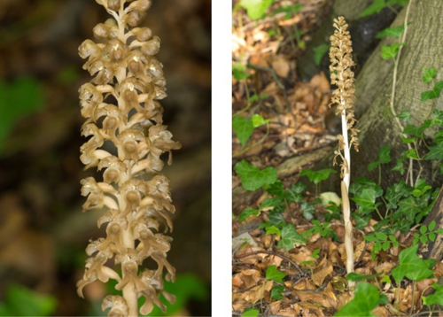 birds nest orchid