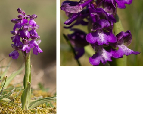 Green Winged Orchid