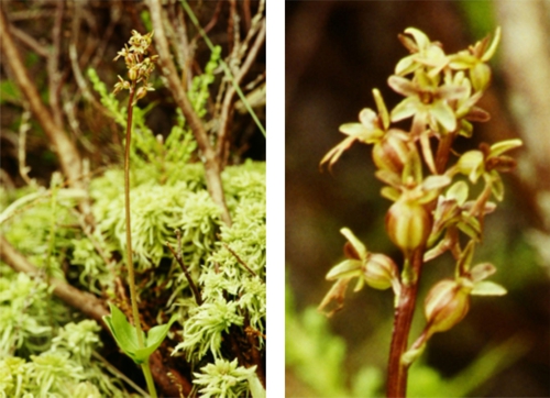 Lesser twayblade