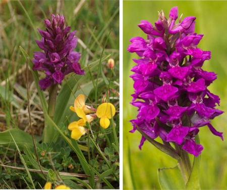 northern marsh orchid