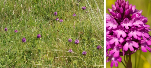 Pyramidal orchid