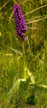 Welsh Northern Marsh Orchid