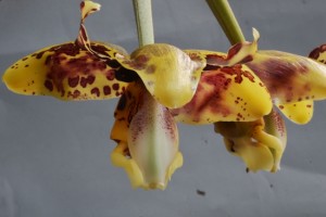 Stanhopea maculosa