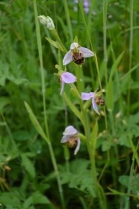 o.apifera,wall