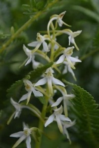 p.chlorantha, wall