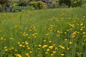 ranunculus, wall