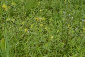 yellow rattle, wall