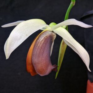 Coelogyne usitana