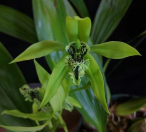 Coelogyne pandurata