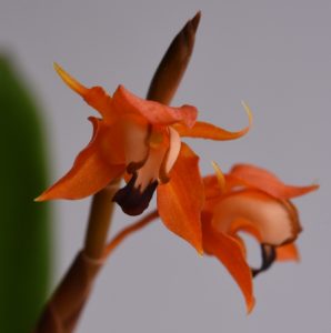 Coelogyne ecarinata