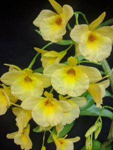 Dendrobium Golden Aya