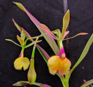 Epidendrum Plastic Doll