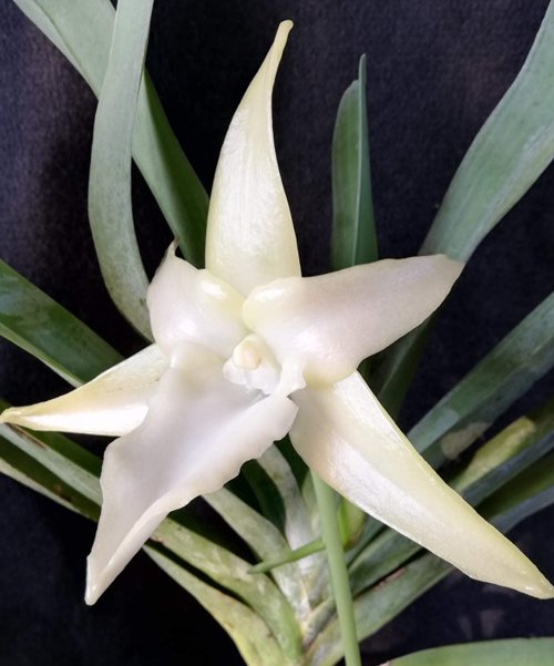 Angraecum on sale